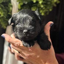Hot Pink Girl - Black female Miniature Schnauzer puppy in Oneonta, Alabama from Murphree Valley Kennels