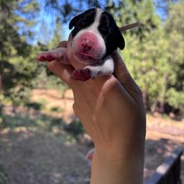 Thyme - light pink - Black and white female German Shorthaired Pointer puppy in Mokelumne Hill, California from Underhill GSP