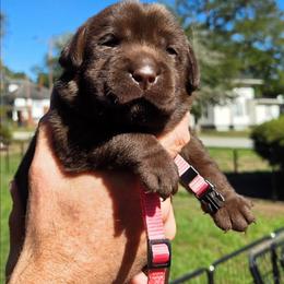 Female 2 - Chocolate female Labrador Retriever puppy in Andrews, South Carolina from Leyland Cypress Retrievers