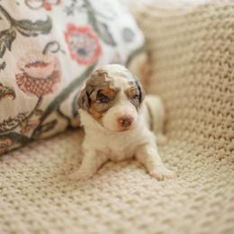 Rumor - Blue merle female Aussiedoodle puppy in Inman, South Carolina from Dark Corner Doodles