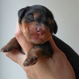 Mabel - Phantom female Bernedoodle puppy in Folsom, Louisiana from DoodlesFarmCo