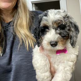 Bernedoodle Puppies from Gaston’s Posh Poodles and Doodles