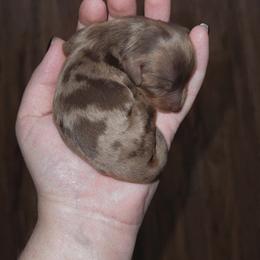 Dachshund Puppies from Golden Creek Farm
