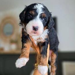 Apple - Tri-color female Bernedoodle puppy in Moses Lake, Washington from Macy Meadows Doodles