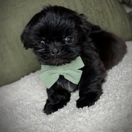 Ash - Black male Shih Tzu puppy in Lake City, Florida from Tiger Valley Shih Tzus