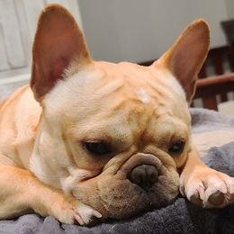 French Bulldogs from Southern Domination Bulldogs