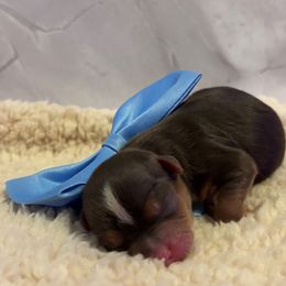 Yorkshire Terrier puppies from TLJ Choco Yorkie Love