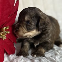 Puck - Salt and pepper male Miniature Schnauzer puppy in Menifee, California from Moonshine’s Minis