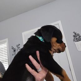 Teal - Black and mahogany male Rottweiler puppy in Lebanon, Oregon from SOUTH SANTIAM ROTTWEILERS
