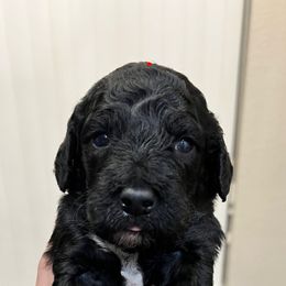 Cavapoo, Cockapoo, Goldendoodle, and Poodle Puppies from Clad Doodles