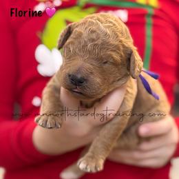 Florine - Red  female Goldendoodle puppy in Lancaster, Minnesota from North Star Dog Training