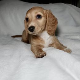 Sally AKC,Vet checked,microchipped - Red female Dachshund puppy in Texarkana, Texas from Millys Pups