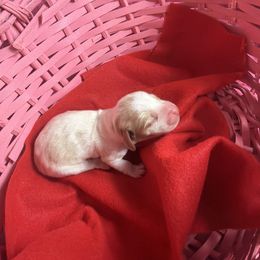 George - Piebald male Dachshund puppy in Lake City, Florida from My Ditzy Doxies of Florida