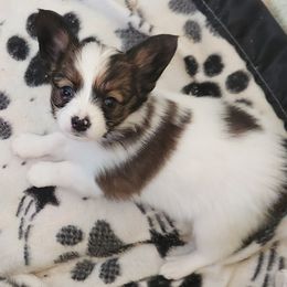 LYON - Papillon puppy from Leslie's Papillons