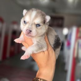 Jenne - Merle female Pomsky puppy in Mc Callsburg, Iowa from SZ Rolling Acres LLC