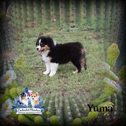 Yuma - Black tri female Miniature American Shepherd puppy in Anson, Texas from Diamond Bar N Ranch