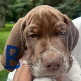 Blue - White and chestnut male Braque Francais Pyrenean puppy in Avon, Minnesota from Avon’s Braque Francais Kennels