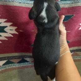 Tri female 2 - Black white and tan female Beagle puppy in Jasper, Missouri from HE Beagles