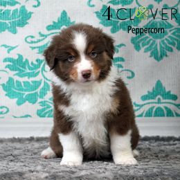 Peppercorn - Red tri-color male Miniature American Shepherd puppy in Carlisle, Pennsylvania from 4 Clovers Kennel