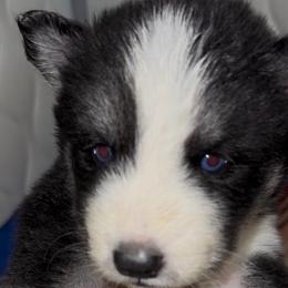Nova - Sable and white female Siberian Husky puppy in Richland, Mississippi from Feazell’s Siberian Huskies
