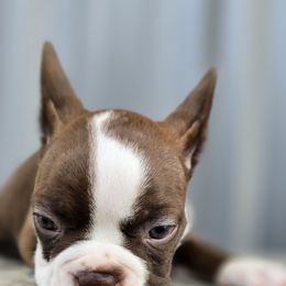 Boston Terrier Puppies from BellaBlu's Babes