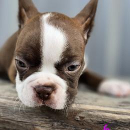 Boston Terrier Puppies from BellaBlu's Babes