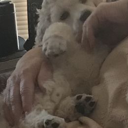 Poodle Puppies from Segraves Poodles