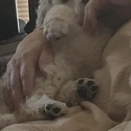 Poodle Puppies from Segraves Poodles