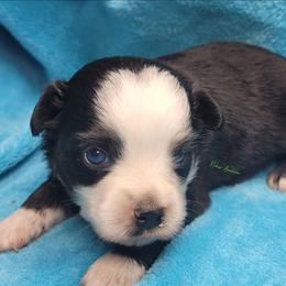 Cooper - Black tri male Miniature Australian Shepherd puppy in Deer Park, Washington from Rodeo Aussies