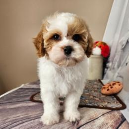 Foster - Blenheim male Cavapoo puppy in Lebanon, Missouri from Leerose Puppies