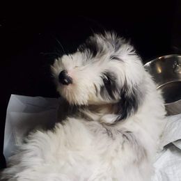 Aussiedoodles from Puppy by Design
