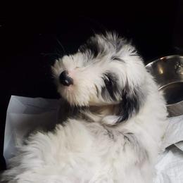 Aussiedoodles from Puppy by Design