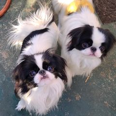 Japanese Chins from Tenchi Japanese Chin