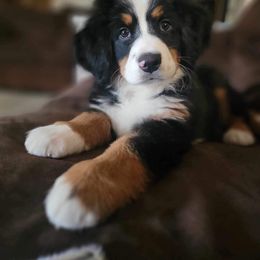 Bernese Mountain Dog and Golden Retriever All Grown Up from Gold Point Pups