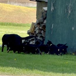 German Shepherd Puppies from Wonder Paws German Shepherds