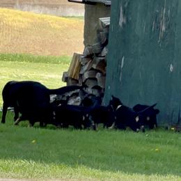 German Shepherd Puppies from Wonder Paws German Shepherds