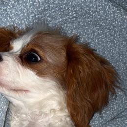 Cavapoos and Dachshunds from Rosies Doxies and Poodles CKC