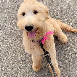Goldendoodle All Grown Up from So Cal Goldendoodles