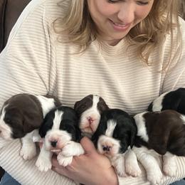 English Springer Spaniel Puppies from Timberwood English Springer Spaniels