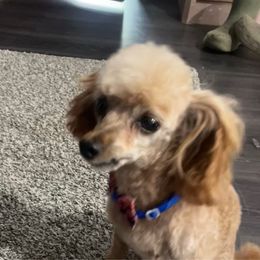 Rusty - Poodle