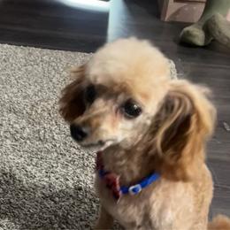 Rusty - Poodle