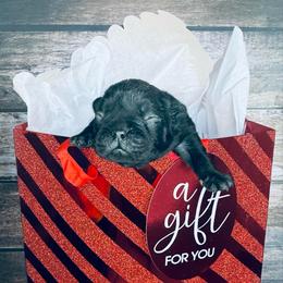 Sweet Pickle - Brindle and white female French Bulldog puppy in Tampa Bay, Florida from Woodpecker Ridge Pups