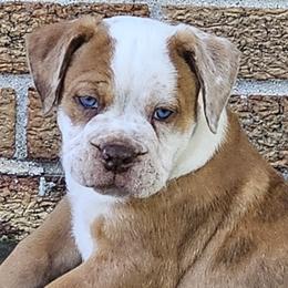 Olde English Bulldogges and Siberian Huskies from Haase Family Kennels