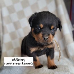 White boy - Black and mahogany male Rottweiler puppy in Custer County, Oklahoma from Rough Creek Kennels
