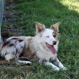 Fiona - Border Collie