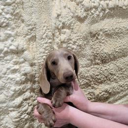 Dusty - Fawn (Isabella) male Dachshund puppy in West Plains, Missouri from Spring Creek Dachshunds