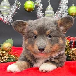 German Shepherd and Pembroke Welsh Corgi Puppies from J&R Shepherds & Corgis