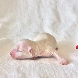 Ginger - Cream female Dachshund puppy in Sebring, Florida from Mini Weenies