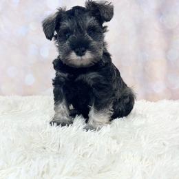 Blue collar Boy - Salt and pepper male Miniature Schnauzer puppy in Springfield, Tennessee from My Lovable Schnauzers