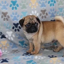 Coke - Fawn male Pug puppy in Tuscola, Illinois from Dream on puppies